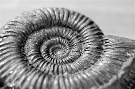 Fossil Nautiloid Taken With A Canon 35mm F2 Lens Our Dai Flickr