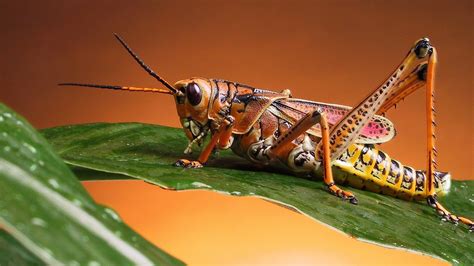 Beautiful Colored Locust Insect On A Green Leaf