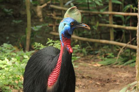 Amazing Facts About Cassowary Taman Safari Bali