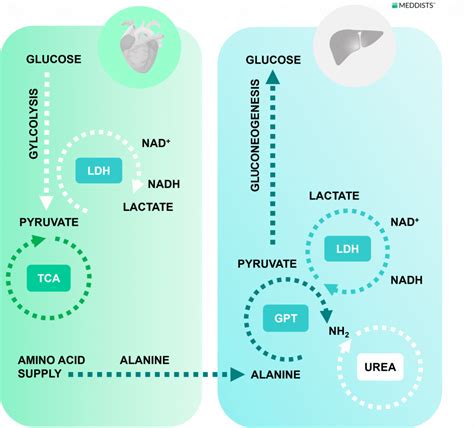 The Glucose Alanine Cycle Meddists