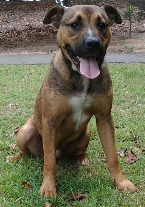 Our coffs harbour holiday park has everything you need. RSPCA Coffs Harbour Shelter - PetRescue
