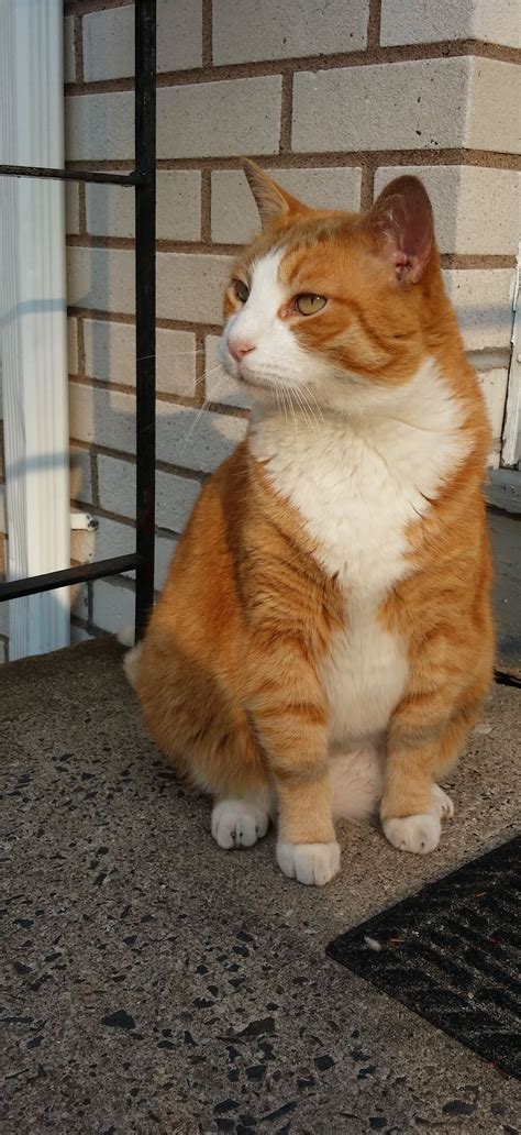 Orange And White Cats Always Male