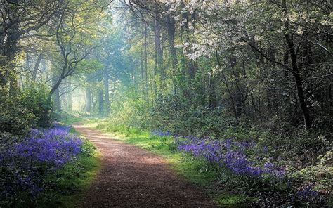 Path In Hazy Spring Forest Hd Wallpaper Background Image 1920x1200