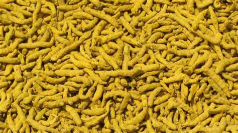 Organic Erode Turmeric Finger For Ayurvedic Products Cooking