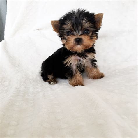 Micro Teacup Yorkie Puppy Iheartteacups