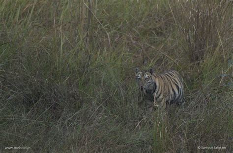 Tigers Of Bandhavgarh Banbehi Female Photostories On Famous Tigers