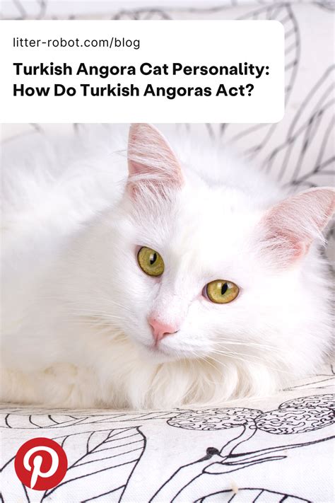 Turkish Angora Cat Personality How Do Turkish Angoras Act Litter Robot