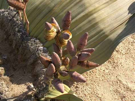 The Welwitschia Mirabilis — One Truly Remarkable Plant The Riverdale