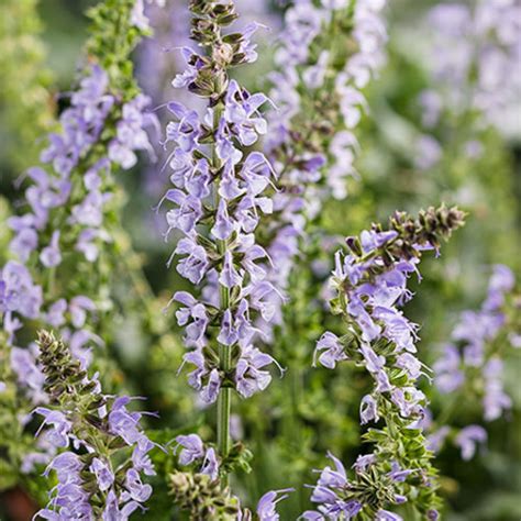 Browse reviews from people who have grown this. Color Spires® 'Crystal Blue' - Perennial Salvia - Salvia ...