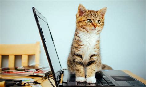 Breaking Bad Cat Behavior Before it Gets Out of Hand ...