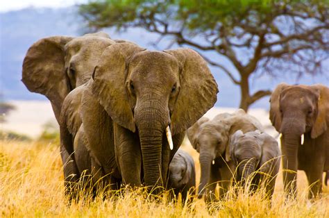 A Herd Of African Elephants On The Move Serengeti National Park