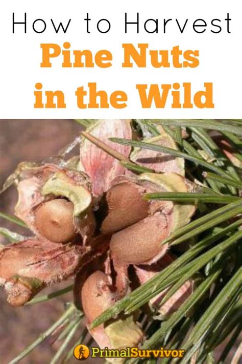 How To Harvest Your Own Pine Nuts In The Wild Primal Survivor