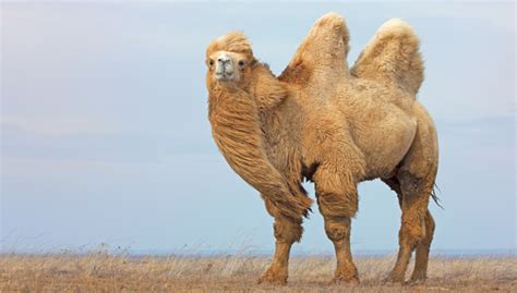 Lo Que No Sabías De Los Camellos Blog Veterinaria Del Bosque