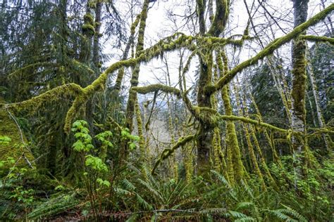 Impressive Wilderness At Hoh Rain Forest With Mossy Trees Forks