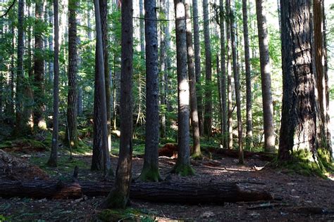 Nick Eaton Casey Creek Herman Creek Loop 20141130 Oregon Hikers