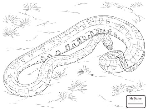 Simply click to download the design that you would like to colorwhen you are done wed love to see your finished work. Python Snake Drawing at GetDrawings | Free download
