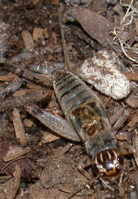 Western Striped Cricket Miogryllus Lineatus
