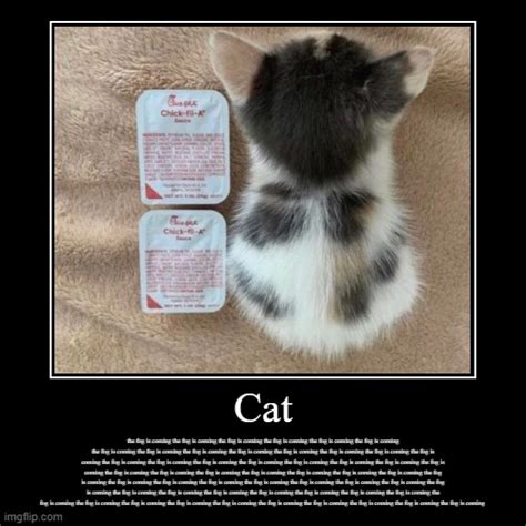 Cat Imgflip