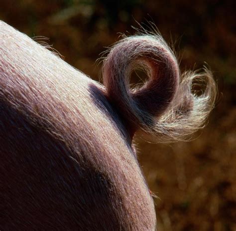 Schweinezucht Grüne Glaubenskriege Um Die Ringelschwanz Prämie Welt