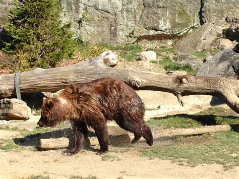 Brown Bears At The Bronx Zoo