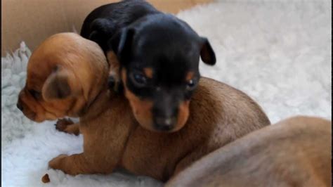 Min Pin Puppies 17 Days Old Youtube