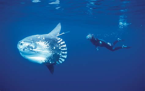The Ocean Sunfish Grow Enormously From 25mm 0098in To 18m59ft