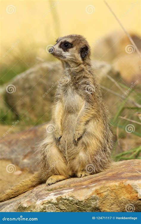 Little Meerkat Standing Upright Stock Image Image Of Mammal Rock