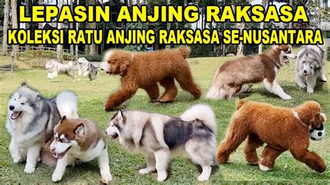 Heboh Lepasin Anjing Sang Ratu Anjing Raksasa Se Nusantara Youtube