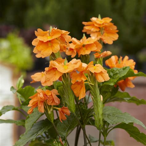Ihre pflanze decorum sollte natürlich freude perfekt zu ihrer vorstellung passen, sodass sie als. Crossandra | Better Homes & Gardens