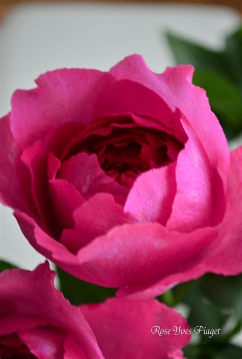 (pp6895, aka meivildo, queen adelaide, royal brompton rose, the royal brompton rose, yves piaget�). Rose - Yves Piaget