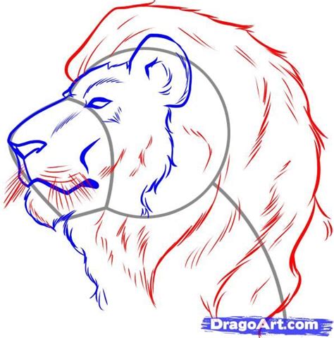 Dog side view scheme silhouette medical veterinary science educational. How to Draw a Lion Face, Step by Step, safari animals ...