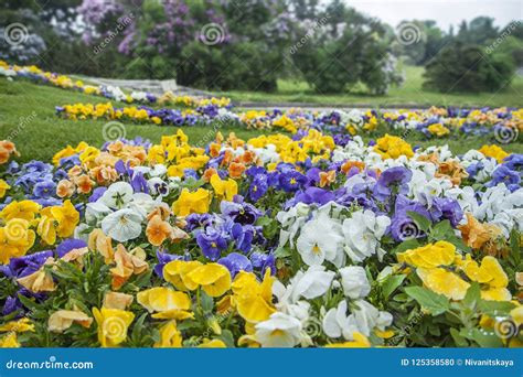 Multicolored Pansies Or Violets In The Garden White Blue Yellow And