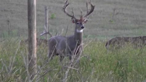 Whitetail Deer Farm With Bucks For Sale In Iowa Youtube