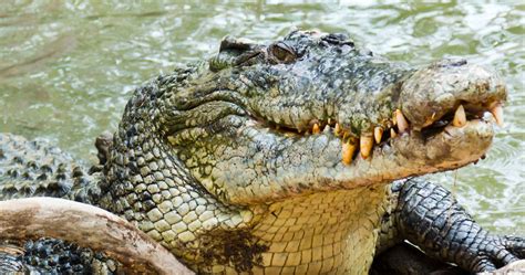 Eh, vous savez parler anglais ou bien! Mexican Crocodile Attacks Tourist | TheRichest.com