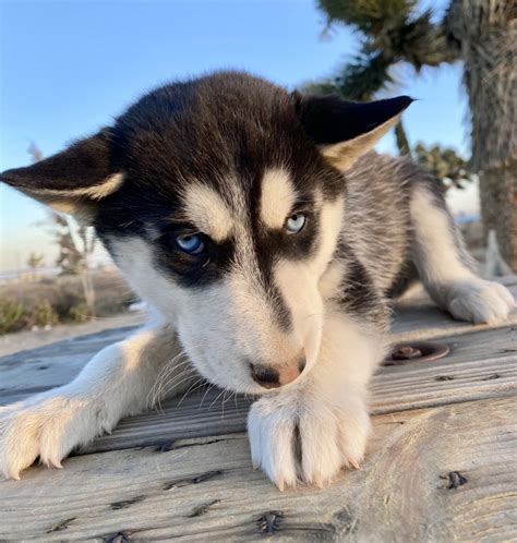 Miniature Siberian Husky Puppies For Sale | Costa Mesa, CA ...