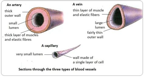 A blood vessel grown in a laboratory was implanted into a patient last week, marking a breakthrough in bioengineered human tissues. Arteries, veins and capillaries - structure and functions - Biology Notes for IGCSE 2014