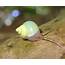 Wwworganicsorg  Cute Animals Pet Snails