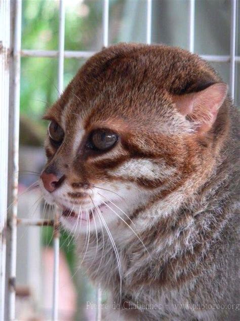For these reasons, it is listed on the iucn red list since. Pin on ️Wild Cats AndeanMountain Blackfoot Braccatus ...