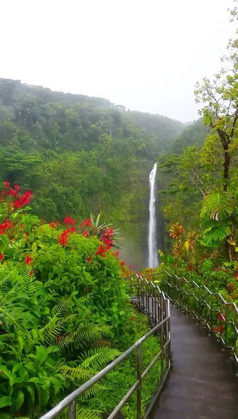 Akaka Falls Loop Trail In Hawaii Hike The Circle Route To Waterfalls