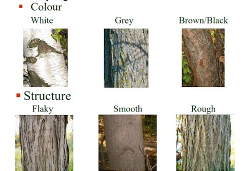 Tree Identification App By Bark How To Identify A Tree By Its Bark