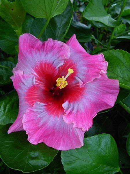 Tahitian Hibiscus Purple Odyssey Hibiscus Hibiscus Plant