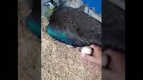 Burung merak hanya bisa anda lihat di suaka margasatwa atau cagar alam. Penangkaran burung merak di cilacap - YouTube