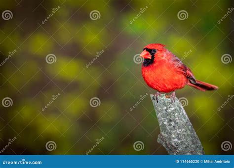 Male Northern Cardinal Perched On A Branch Stock Photo Image Of Bill