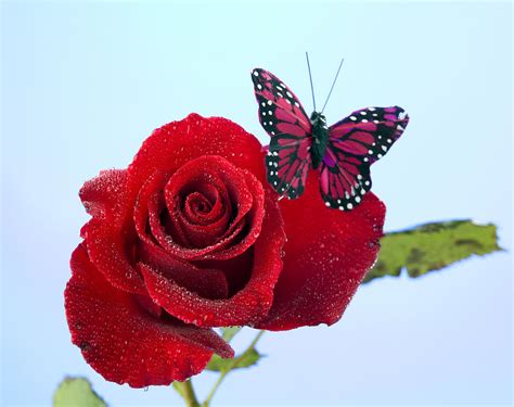 Rose Red Butterfly Isolated On Blue Photograph By M K Miller