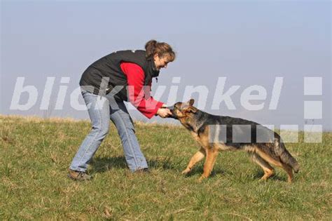 Blickwinkel Deutscher Schaeferhund Canis Lupus F Familiaris Frau Mit Sechs Monate Altem
