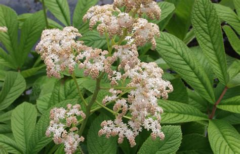 So pflanzen und pflegen sie rodgersia aesculifolia richtig. Rodgersia aesculifolia - Kastanienblättriges Schaublatt ...