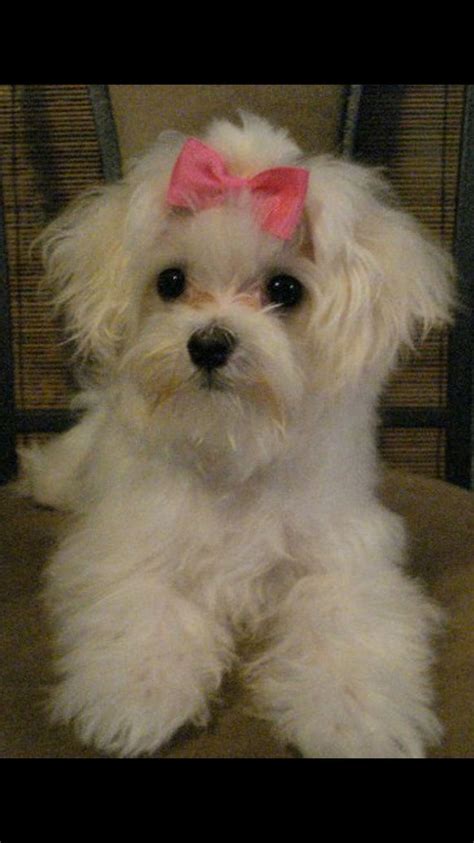 119 Best Maltese And Papillon Mix Images On Pinterest
