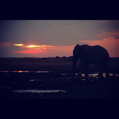 22 Best Elephants At Sunset Images On Pinterest