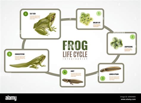 Amphibians Life Cycle
