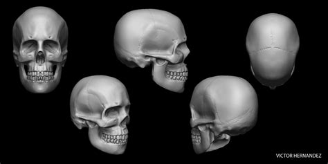 Artstation Human Skull Study Zbrush Sculpt